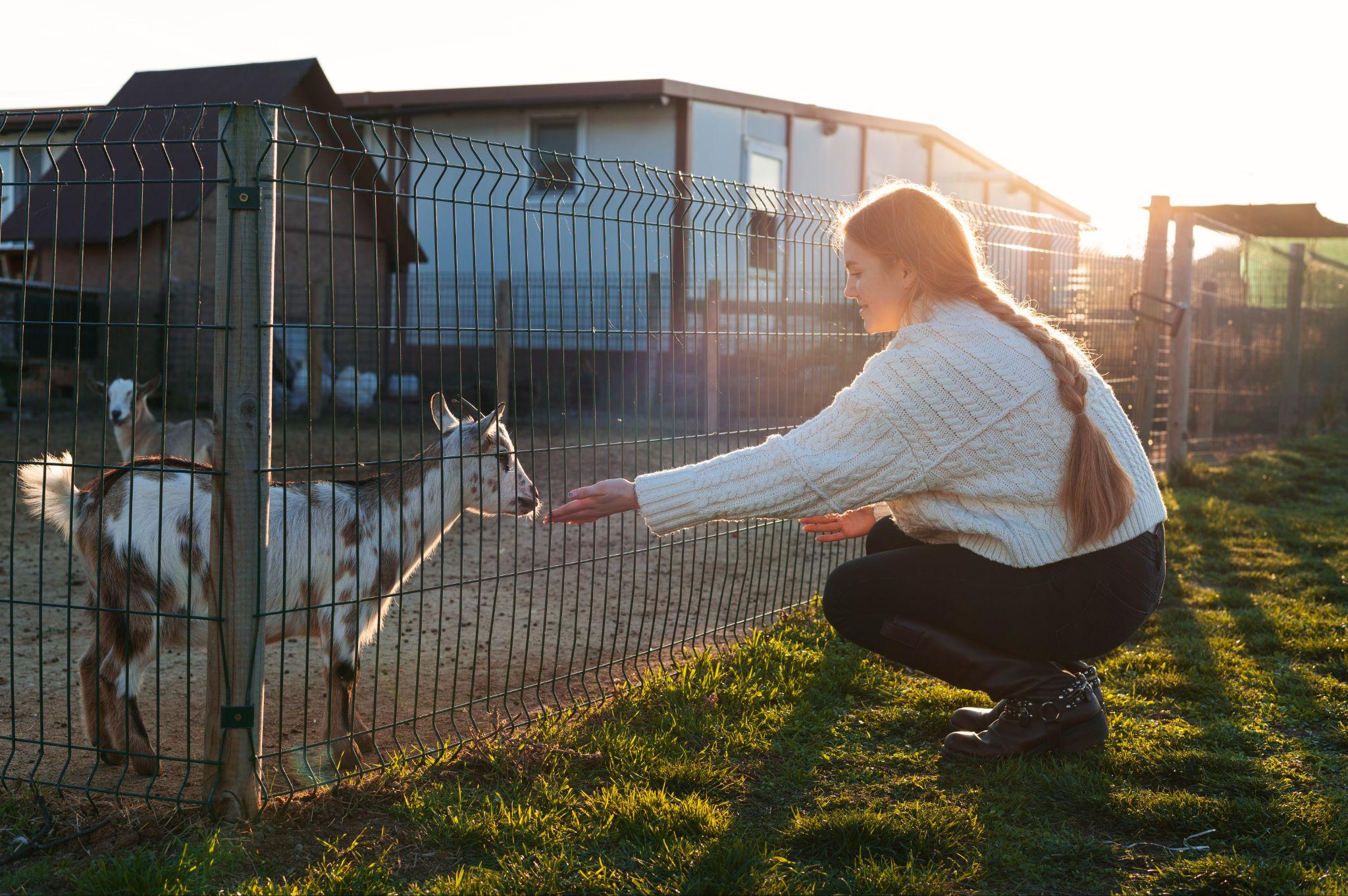 Child safely interacting with animals through a secure wire fence, illustrating pet- and kid-friendly residential fencing.